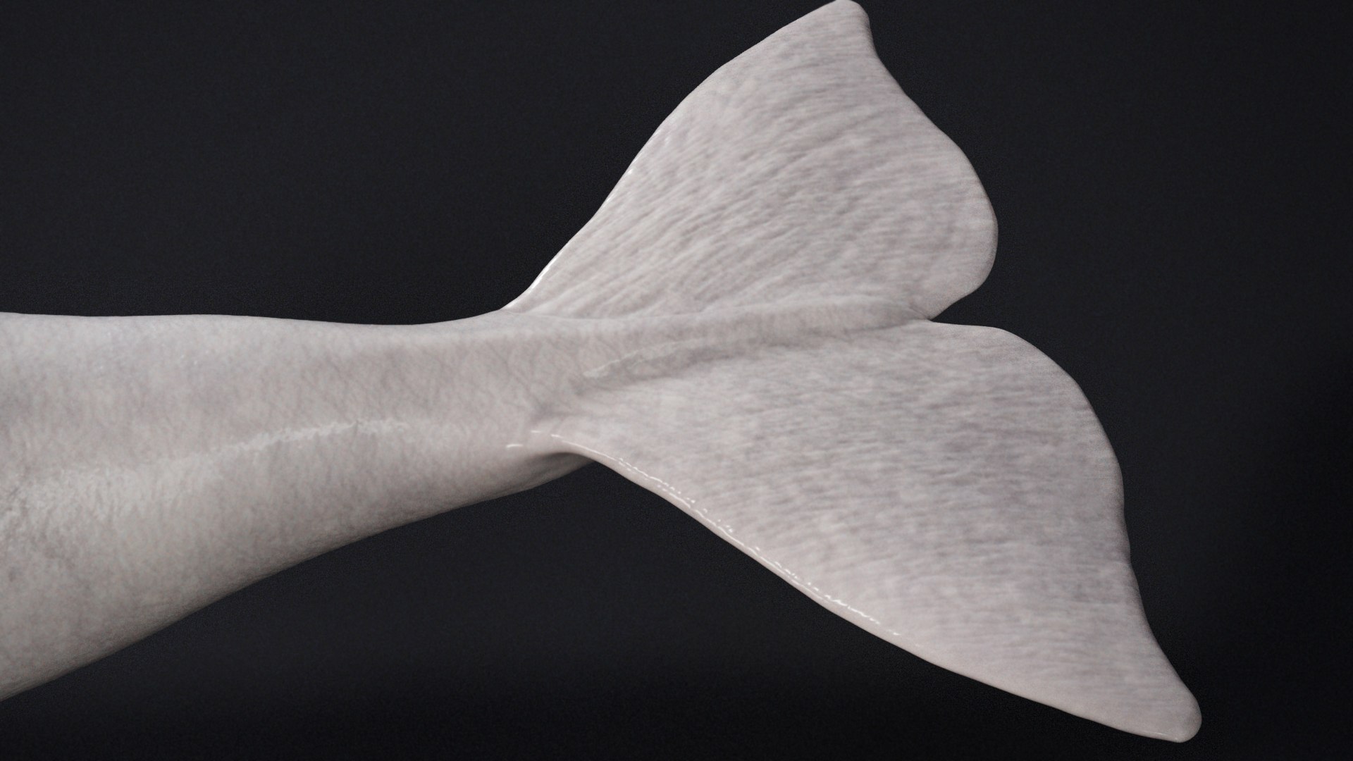 4K Beluga Whale Mammal 3D https://p.turbosquid.com/ts-thumb/j2/Psw59y/3s/s7copyb/jpg/1755882614/1920x1080/fit_q87/54e170f87da535512e9e9c993e9b293e929f6d4f/s7copyb.jpg