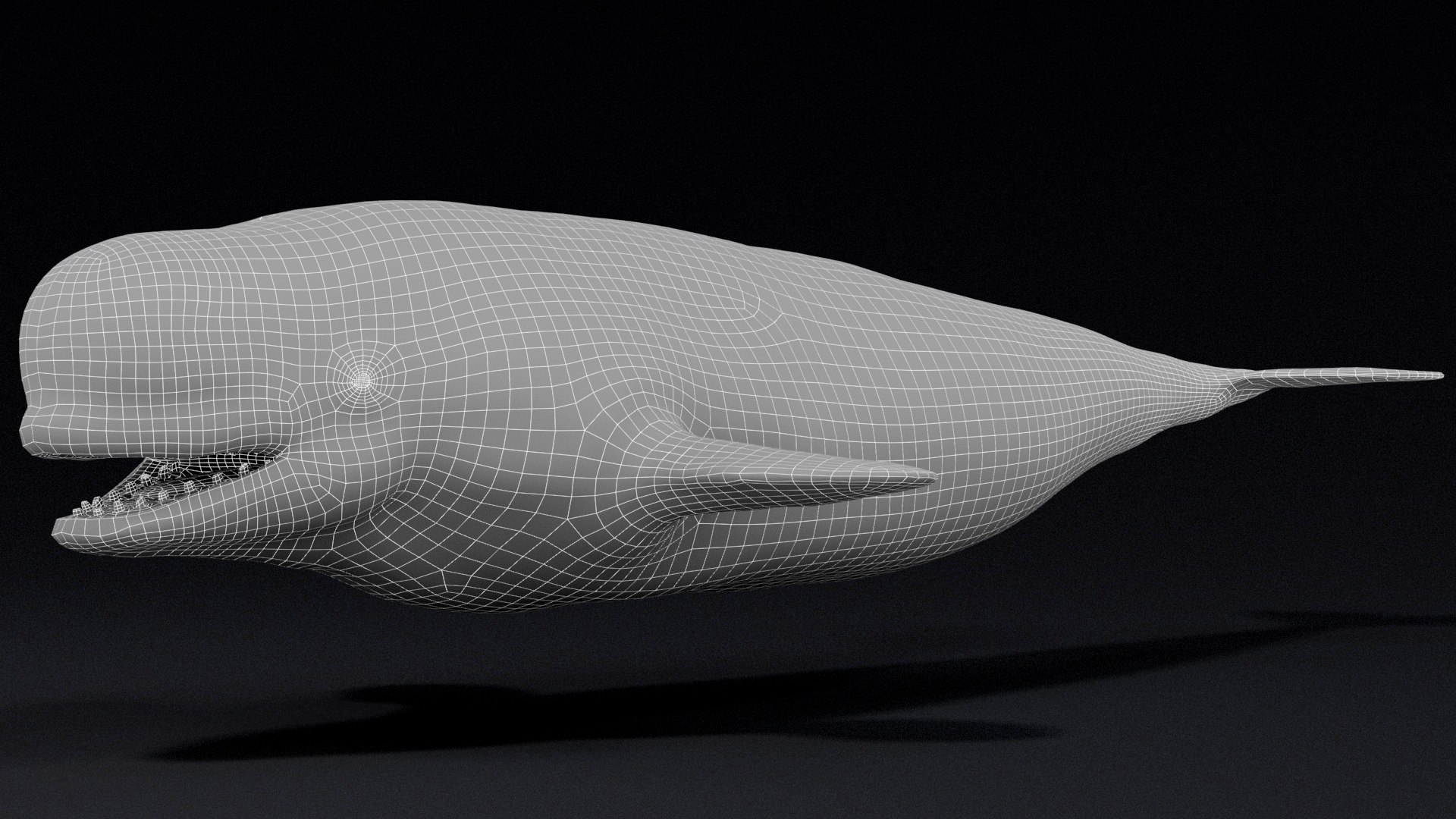 4K Beluga Whale Mammal 3D https://p.turbosquid.com/ts-thumb/j2/Psw59y/8O/s16wf/jpg/1755882616/1920x1080/fit_q87/04f39d12994d0e2decf70f27e6dee8a5a9b1b1e8/s16wf.jpg