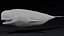 4K Beluga Whale Mammal