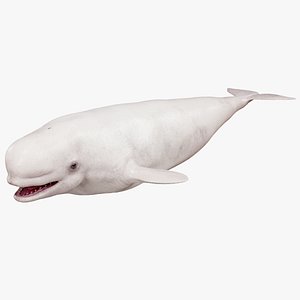 4K Beluga Whale Mammal 3D