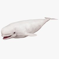 4K Beluga Whale Mammal