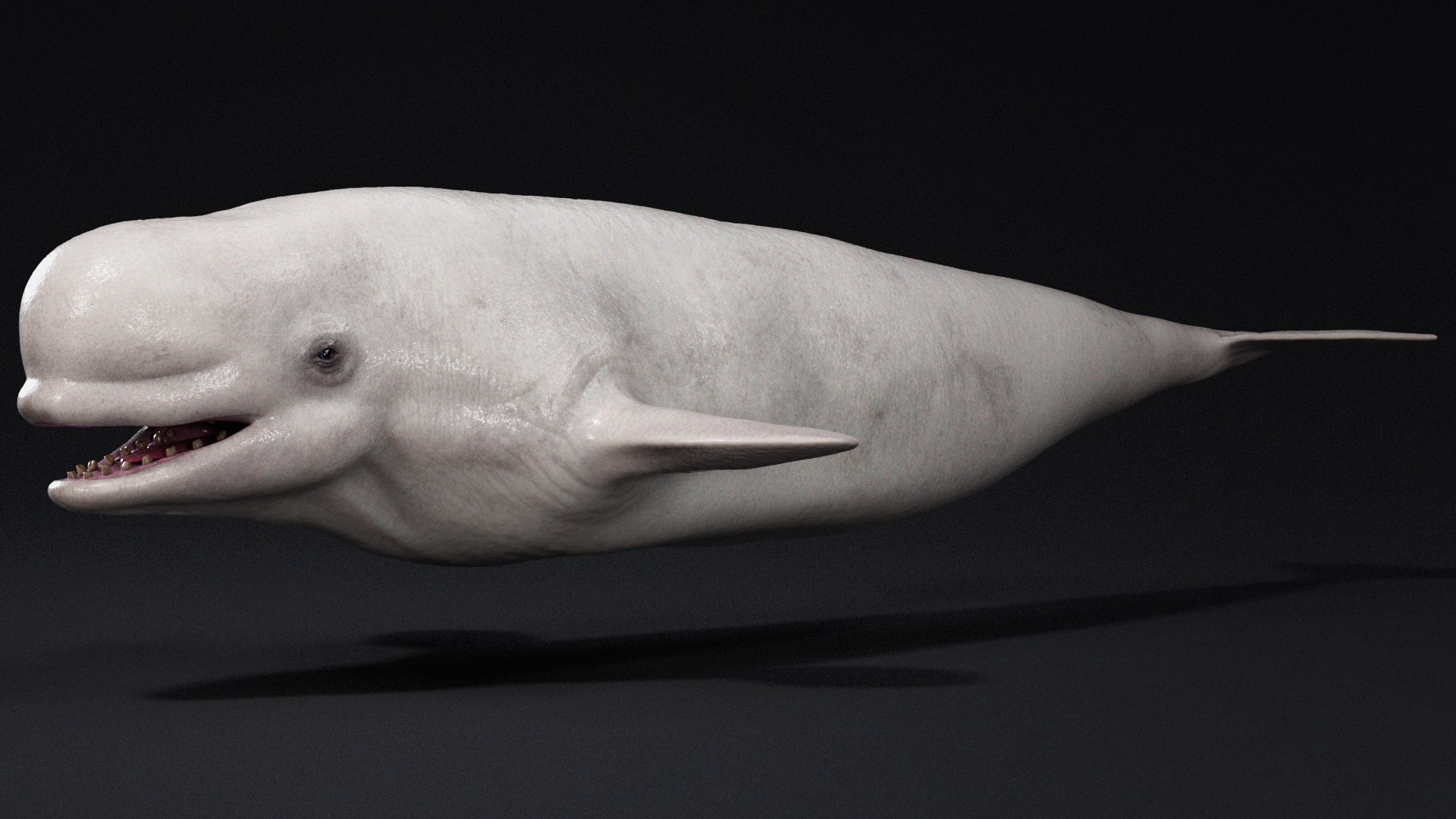 4K Beluga Whale Mammal 3D https://p.turbosquid.com/ts-thumb/j2/Psw59y/Fj/s9copy/jpg/1755882614/1920x1080/fit_q87/af2bba35b9e3e33921417a36890b17d0c6fd174d/s9copy.jpg