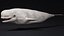 4K Beluga Whale Mammal