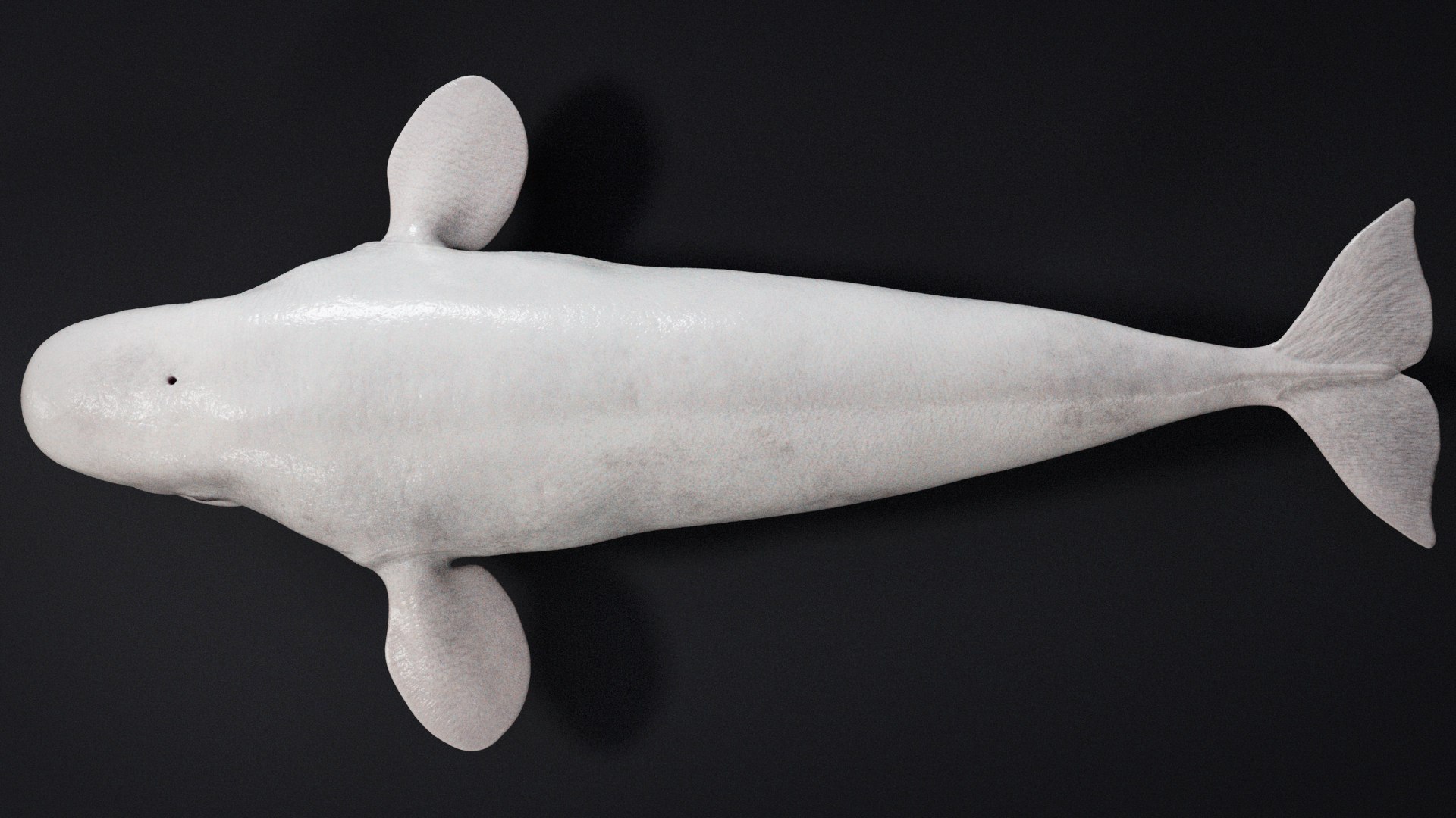 4K Beluga Whale Mammal 3D https://p.turbosquid.com/ts-thumb/j2/Psw59y/It/s18/jpg/1755882617/1920x1080/fit_q87/d3266cda518041738d60c9f75af692820a376a1e/s18.jpg