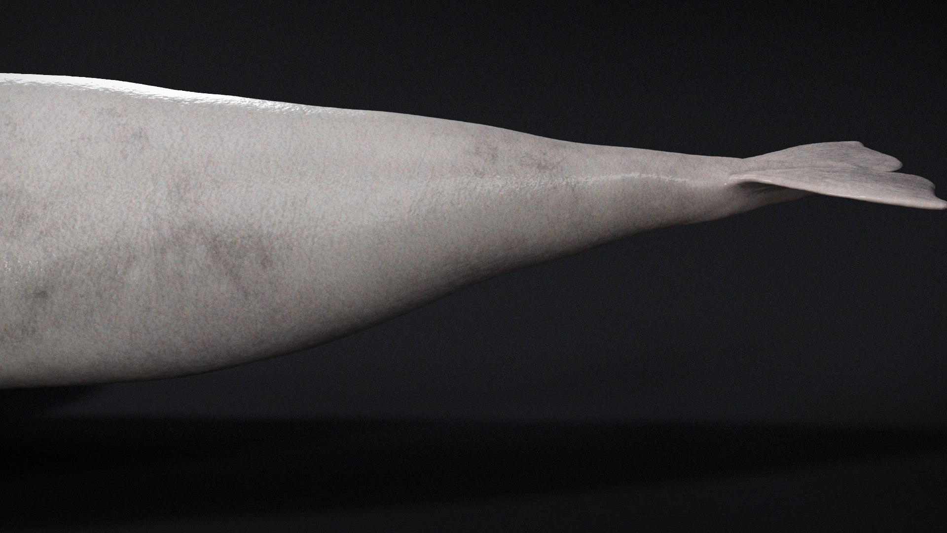 4K Beluga Whale Mammal 3D https://p.turbosquid.com/ts-thumb/j2/Psw59y/Jq/s21/jpg/1755882618/1920x1080/fit_q87/3f31aa3d2ca106f193ccb96e9fe3572ee61e71cf/s21.jpg