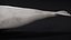4K Beluga Whale Mammal