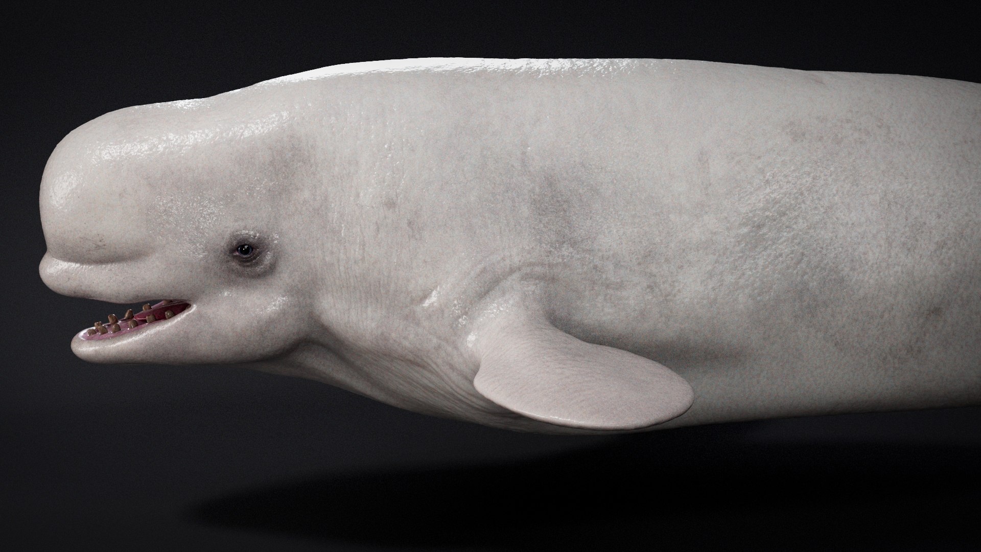 4K Beluga Whale Mammal 3D https://p.turbosquid.com/ts-thumb/j2/Psw59y/Ru/s20/jpg/1755882619/1920x1080/fit_q87/5ccbb47e9d07582a7da81a213a0bc9fc71d38931/s20.jpg