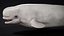 4K Beluga Whale Mammal