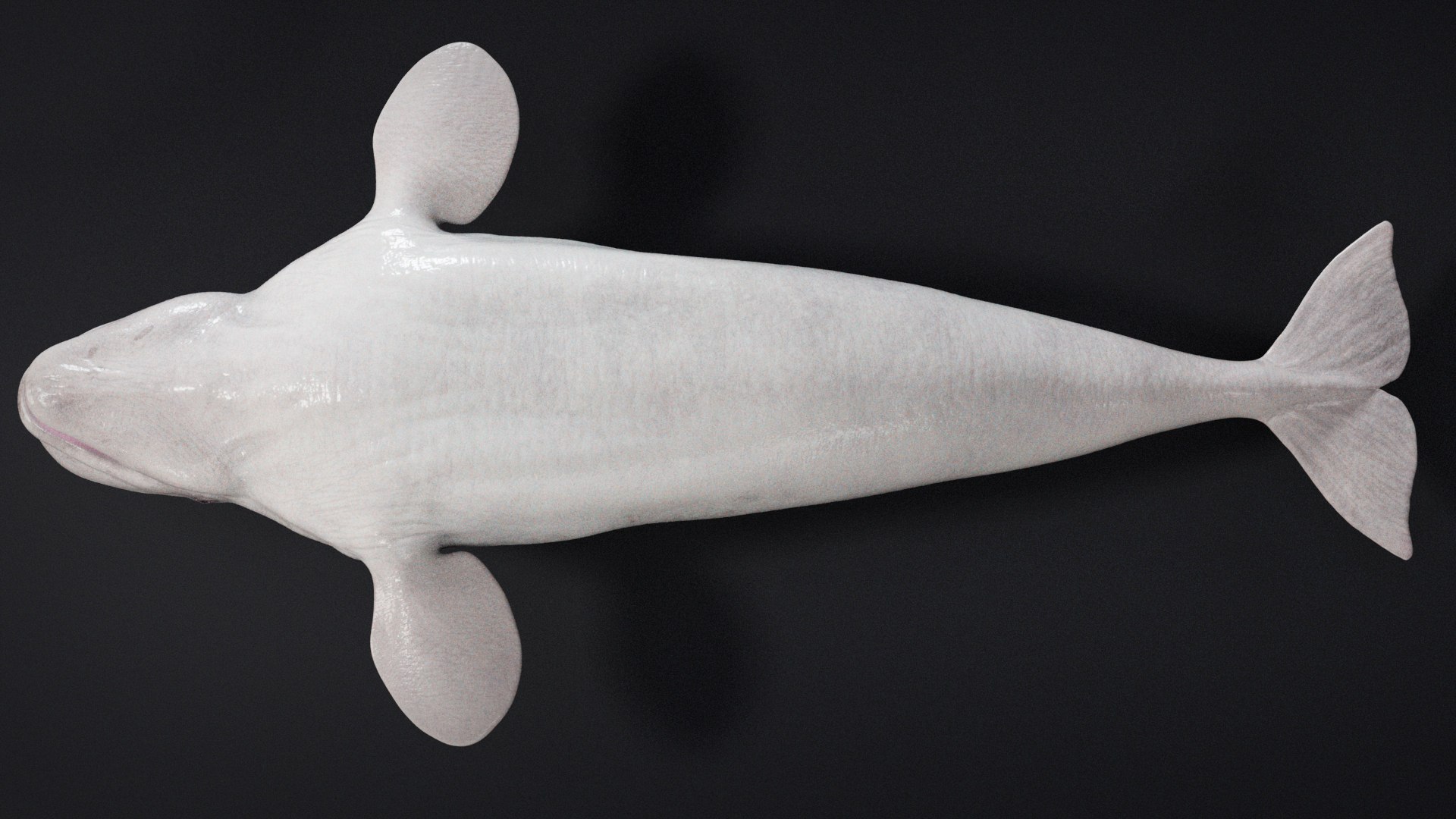4K Beluga Whale Mammal 3D https://p.turbosquid.com/ts-thumb/j2/Psw59y/W6/s19/jpg/1755882617/1920x1080/fit_q87/fd29b791f4f70ace2af4412a4d95ca330721d92c/s19.jpg
