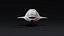 4K Beluga Whale Mammal