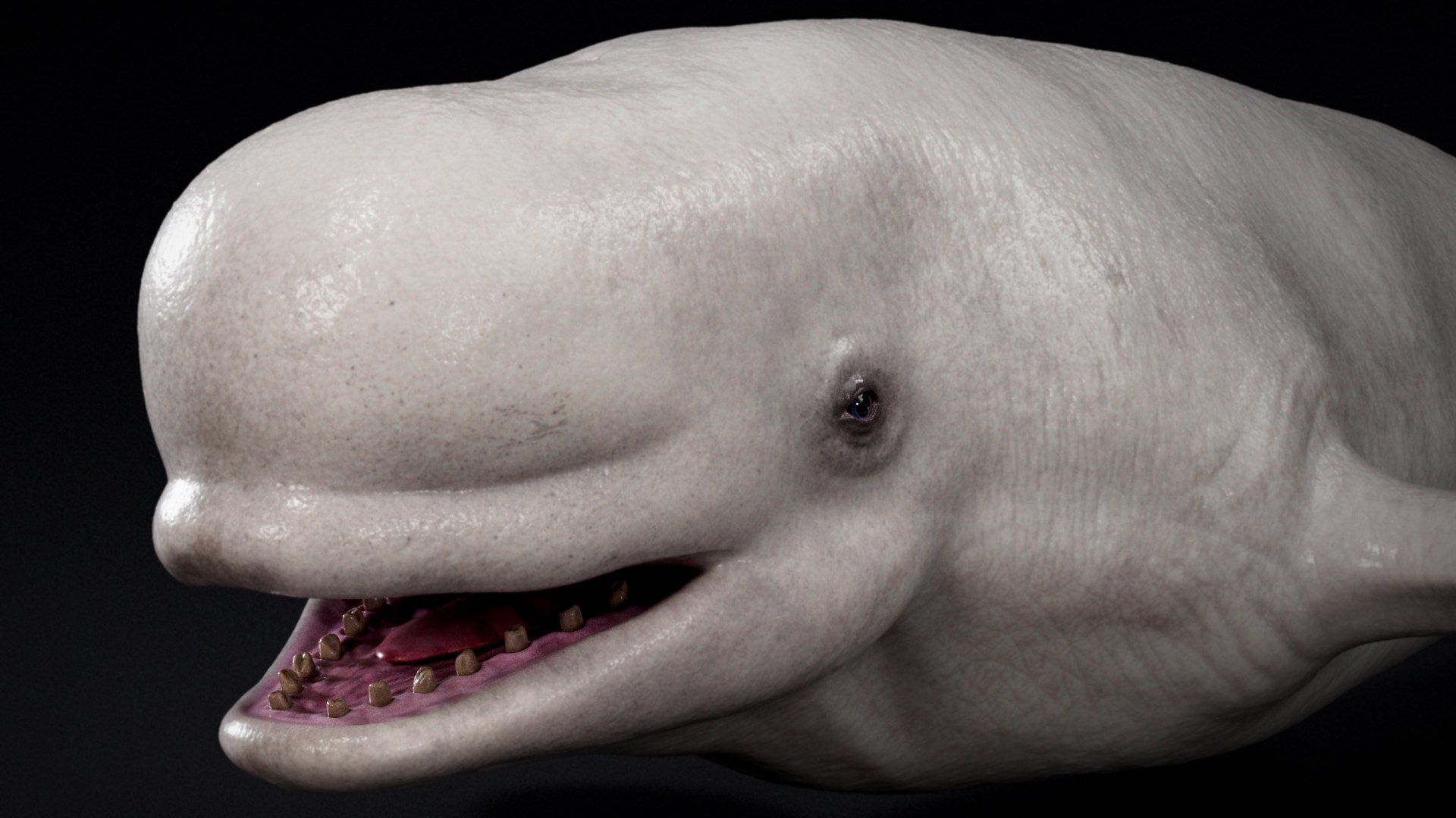 4K Beluga Whale Mammal 3D https://p.turbosquid.com/ts-thumb/j2/Psw59y/xk/s1copyb/jpg/1755882613/1920x1080/fit_q87/8b6034e7de13ab65b3de8ff02a0b82afd67b701a/s1copyb.jpg