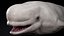 4K Beluga Whale Mammal