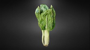 3D Chard model