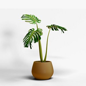 Monstera Tropical Plant Realism 3D
