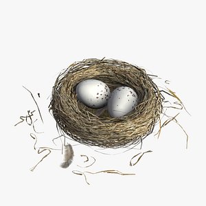 bird nest model