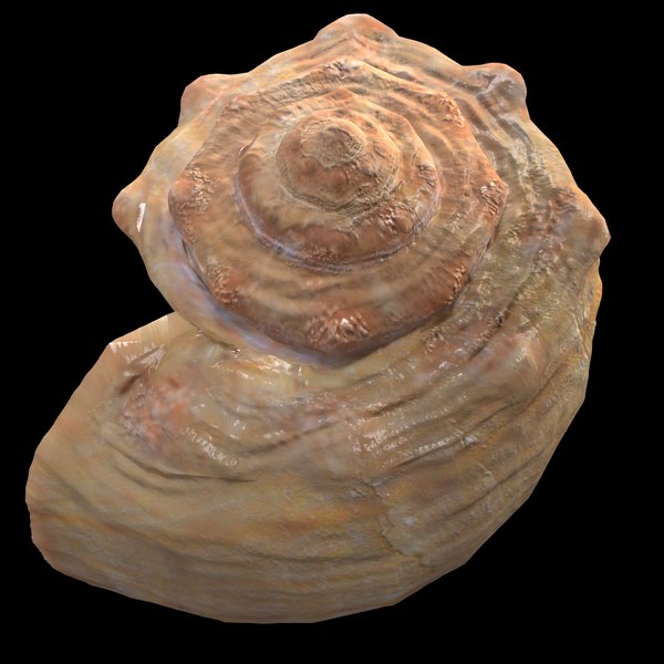 3D shell model | 1147184 | TurboSquid