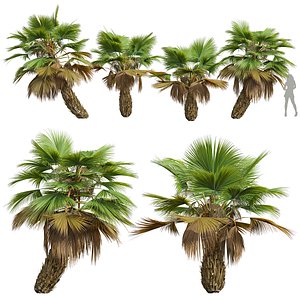 New Plant High detail Pritchardia Pacifica Small model