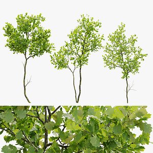 Young oak trees