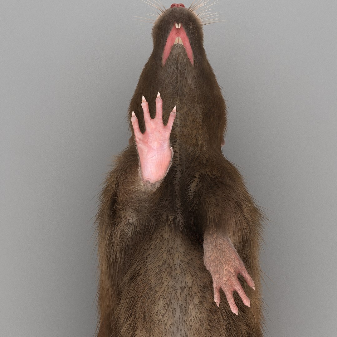 Rat Pose 4 Fur 3d Model