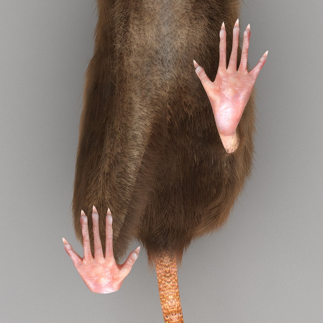 Rat Pose 4 Fur 3d Model