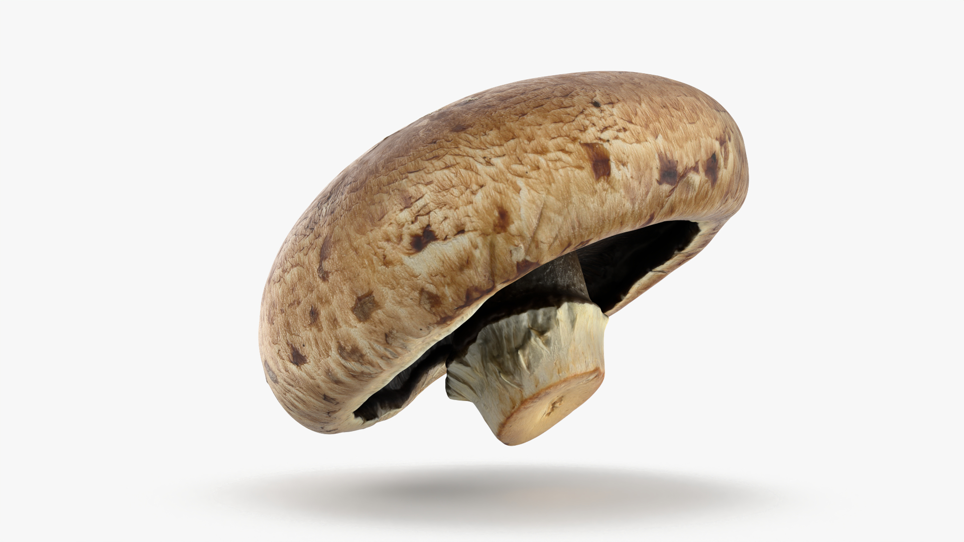3D Portobello Mushroom 1 - 3D Scanned https://p.turbosquid.com/ts-thumb/j3/GHE6WQ/Op/portobellomushroom1/png/1773851728/1920x1080/turn_fit_q99/e2cfb33cc3a7676be5f716e9531e0b6a395a0d92/portobellomushroom1-1.jpg