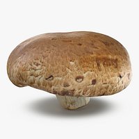 Portobello Mushroom 1 - 3D Scanned