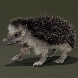 3D Realistic Animated Hedgehog