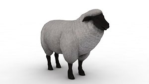 Sheep model