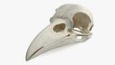 Crow Raven Skull Anatomy Model Clean