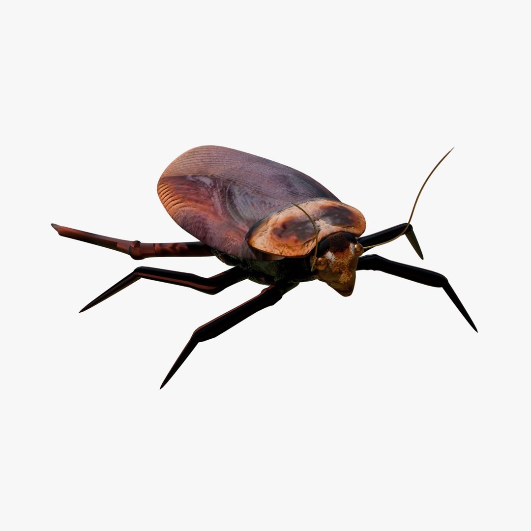 Cockroach 3D model https://p.turbosquid.com/ts-thumb/j3/cImf4n/6y/searchimage/jpg/1759059842/1920x1080/fit_q87/6cd38312734005c370340d13e5682cfb3dc5d71e/searchimage.jpg
