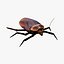Cockroach 3D model