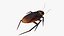 Cockroach 3D model