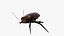 Cockroach 3D model