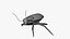 Cockroach 3D model