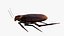 Cockroach 3D model