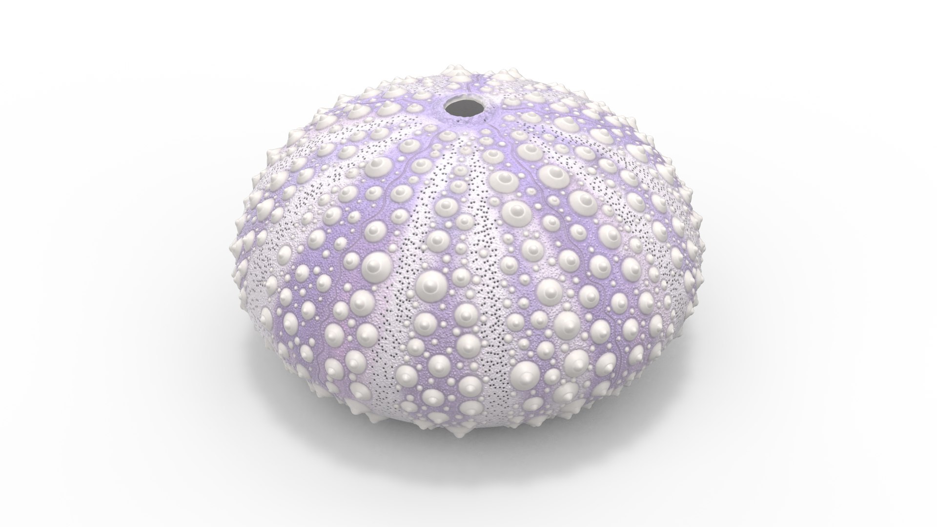 3D model Beach Decor Sea Urchin Shell Purple - TurboSquid 2115216