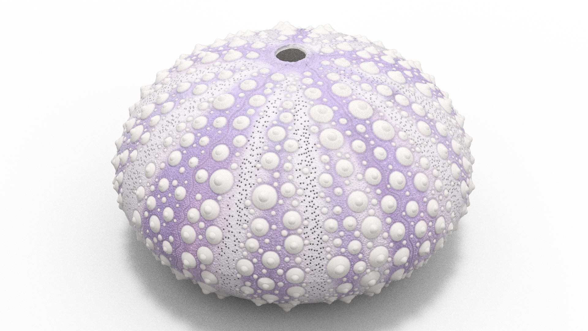 3D Model Beach Decor Sea Urchin Shell Purple - TurboSquid 2115216