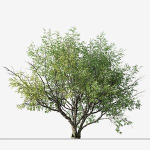 3D Set of California bay laurel or Umbellularia californica Tree - 2 Trees