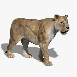 Lioness (2) (RIGGED) (FUR)