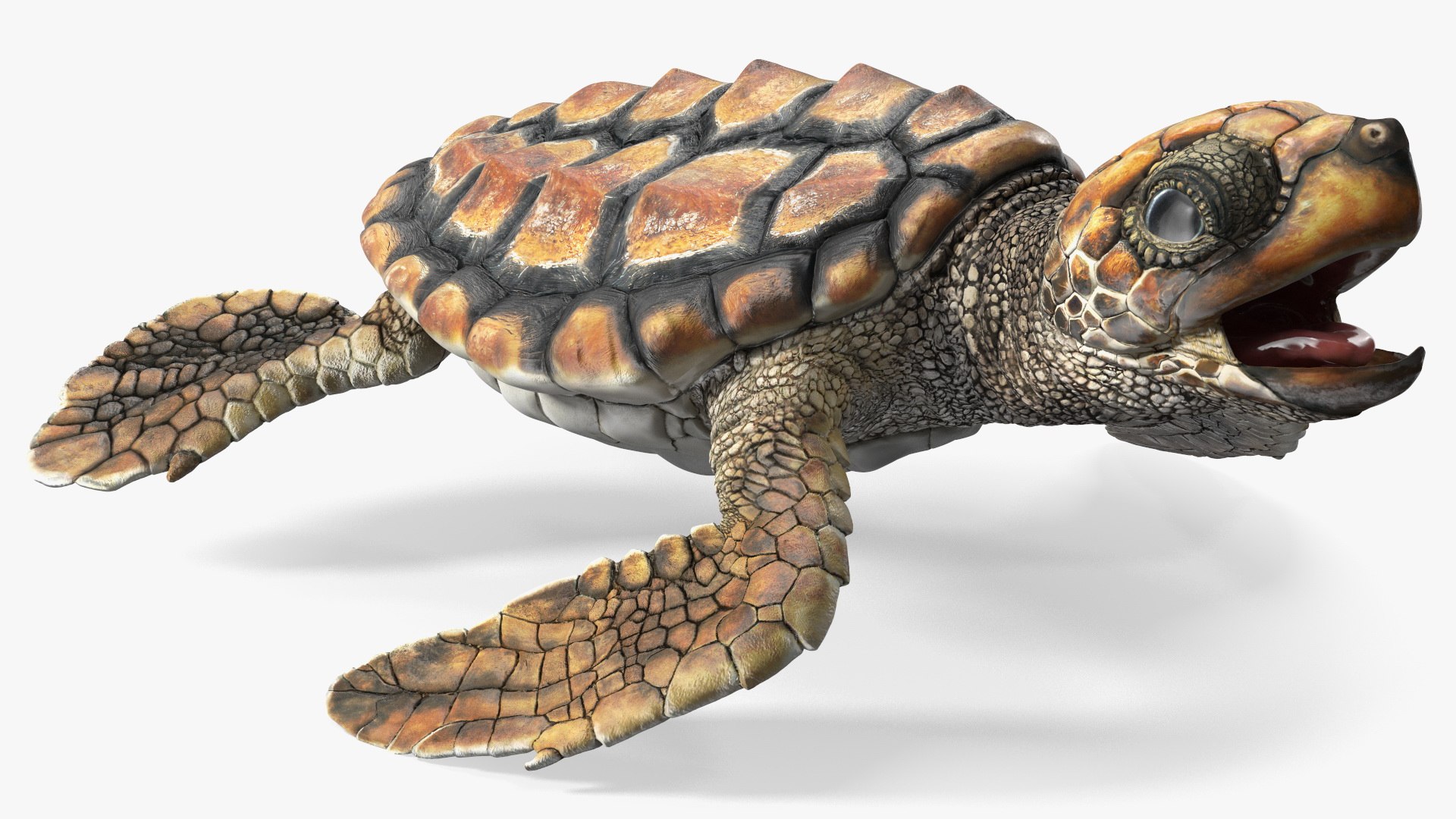 Baby Sea Turtle Brown Rigged 3D model preview