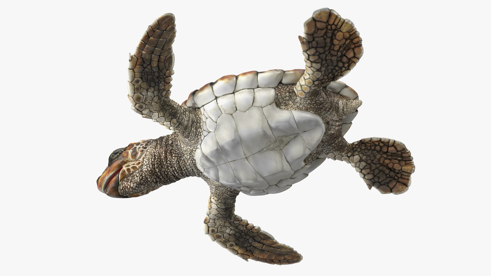 3D Baby Sea Turtle Brown Rigged https://p.turbosquid.com/ts-thumb/j4/VZTOsM/iN/baby_sea_turtle_brown_rigged_021/jpg/1708968139/1920x1080/fit_q87/437c0ef1c22b39340ef99f8b27dca5380c635370/baby_sea_turtle_brown_rigged_021.jpg