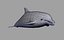 dolphin 3d model