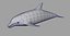 dolphin 3d model