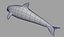 dolphin 3d model