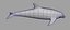 dolphin 3d model