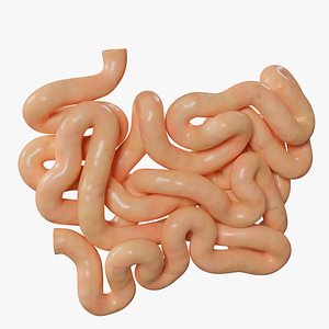 3D Human small intestine model