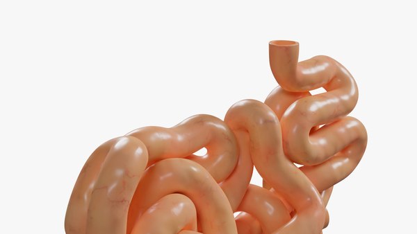 3D Human small intestine model - TurboSquid 1905030