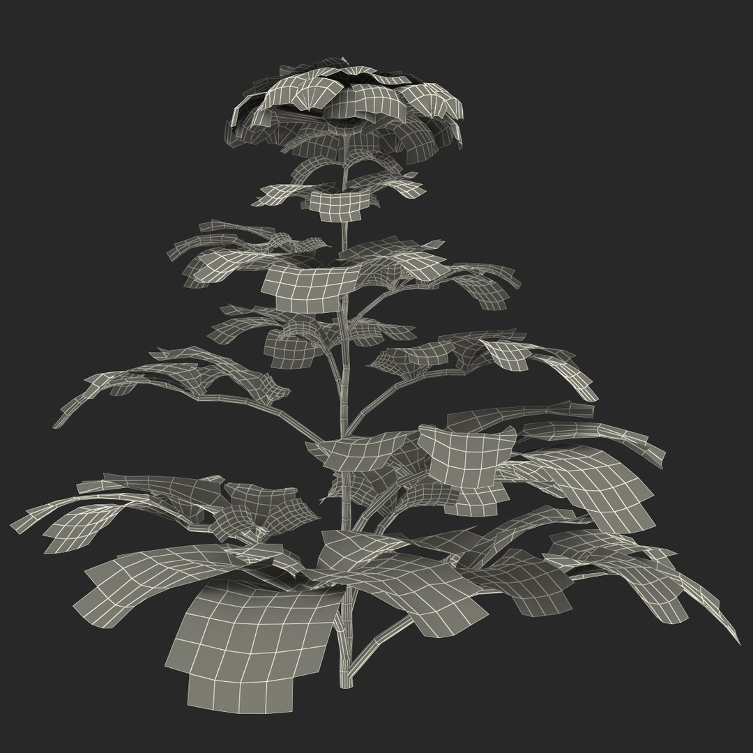 3d dahlias plant flower model https://p.turbosquid.com/ts-thumb/j4/at5B3v/0WePx4G8/131150_dahlias_016/jpg/1362679537/1920x1080/fit_q87/ee840e551dd8befce324212f5736ff9a3b32352a/131150_dahlias_016.jpg