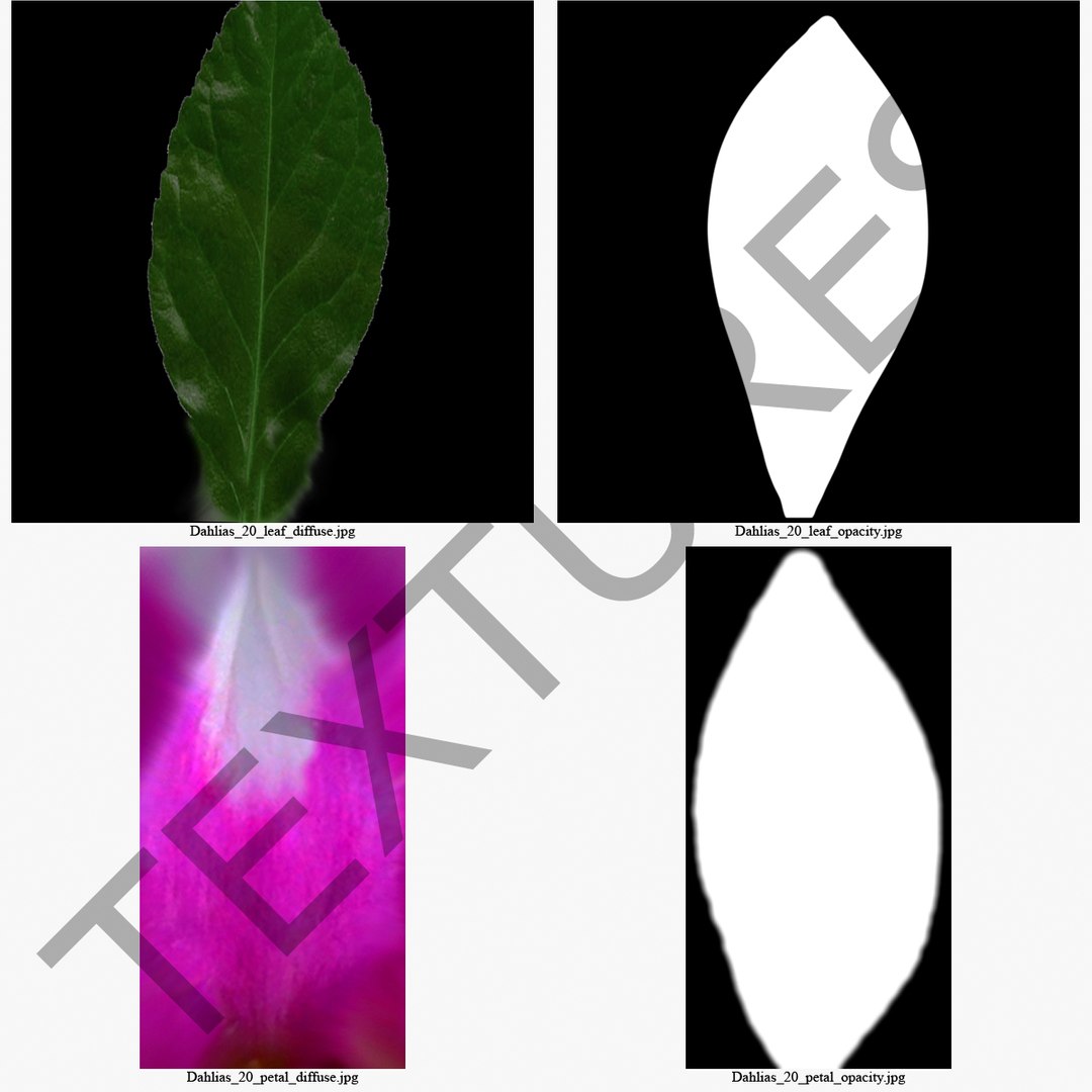 3d dahlias plant flower model https://p.turbosquid.com/ts-thumb/j4/at5B3v/NxqQCJ5J/131137_dahlias_003/jpg/1362679457/1920x1080/fit_q87/7c43f8eba8496698bcd16a538fff68cdeba1a829/131137_dahlias_003.jpg