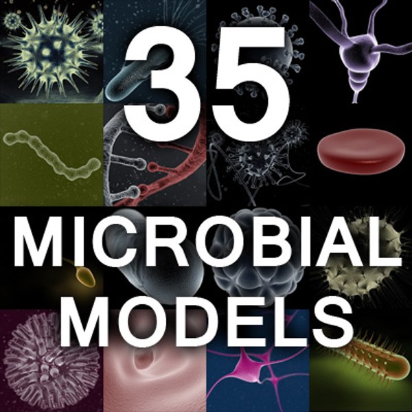 animal cell 1 obj